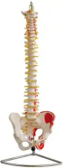 Продукт Gelsonlab Модел на гръбначен стълб снимка 1