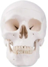 Продукт Gelsonlab Модел на човешки череп снимка 2