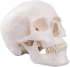 Продукт Gelsonlab Модел на човешки череп снимка 1