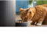 PHILIPS Pet Series Smart Feeder with Camera снимка 5