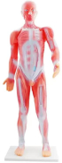 Gelsonlab Модел на мускулна система снимка 2