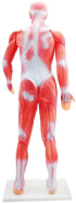 Gelsonlab Модел на мускулна система снимка 4