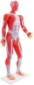 Gelsonlab Модел на мускулна система снимка 1