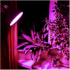 LED Крушка VLE-A60FF-08271 PLANT GROW 8W E27 VIDEX снимка 3