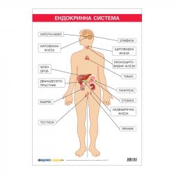 Office 1 Ученическо табло ''Ендокринна система'', 70 x 100 cm на най-ниска цени