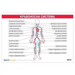 Канцеларски продукт Cubos Ученическо табло ''Кръвоносна система'', 100 x 70 cm