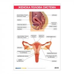  Office 1 Ученическо табло ''Женска полова система'', 70 x 100 cm