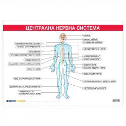  Office 1 Ученическо табло ''Централна нервна система'', 100 x 70 cm