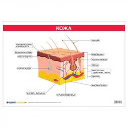 Канцеларски продукт Office 1 Ученическо табло ''Кожа'', 100 x 70 cm