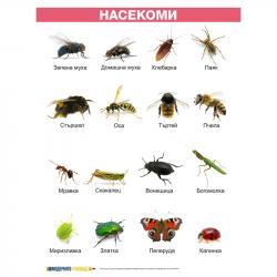 Продукт Office 1 Ученическо табло ''Насекоми'', ламинирано, 50 x 70 cm