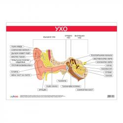 Продукт Office 1 Ученическо табло ''Ухо'', 100 x 70 cm