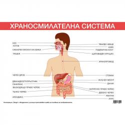 Канцеларски продукт Office 1 Ученическо табло ''Храносмилателна система'', 100 x 70 cm