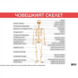 Канцеларски продукт Office 1 Ученическо табло ''Костна система'', 100 x 70 cm