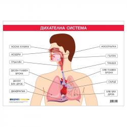 Канцеларски продукт Office 1 Ученическо табло ''Дихателна система'', 100 x 70 cm