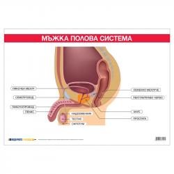 Канцеларски продукт Office 1 Ученическо табло ''Мъжка полова система'', 100 x 70 cm