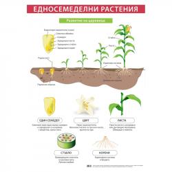 Продукт Office 1 Ученическо табло ''Едносемеделни растения'', 70 x 100 cm