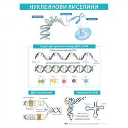 Продукт Office 1 Ученическо табло ''Нуклеинови киселини'', 70 x 100 cm