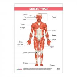 Продукт Office 1 Ученическо табло ''Моето тяло'', ламинирано, 50 x 70 cm