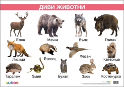 Продукт Office 1 Ученическо табло ''Диви животни'', ламинирано, 50 x 70 cm, модел 2