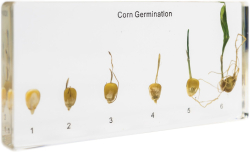 related-product-414613