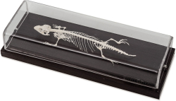 Nowa Szkola Скелет на гущер, 23 x 10 x 6.5 cm