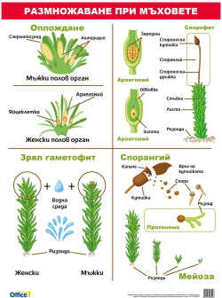 Продукт Office 1 Ученическо табло ''Размножаване при мъховете'', 70 x 100 cm
