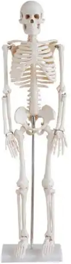 Продукт Gelsonlab Човешки скелет, 80 cm