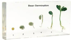 Gelsonlab Жизнен цикъл на боб
