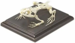 Gelsonlab Скелет на жаба