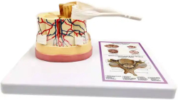 Продукт Gelsonlab Модел на гръбначен мозък