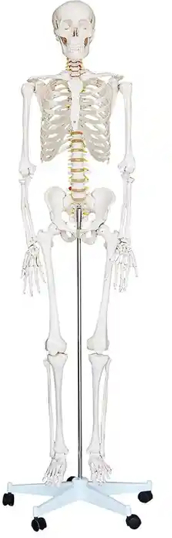 Продукт Gelsonlab Човешки скелет, на колела, 180 cm