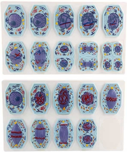 Продукт Gelsonlab Комплект за демонстрация Мейоза и Митоза