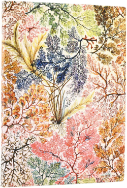  Paperblanks Тефтер Anemone, Midi, широки редове, мека корица, 88 листа