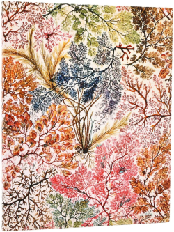  Paperblanks Тефтер Anemone, Ultra, мека корица, 88 листа